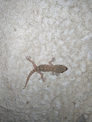 Tarentola mauritanica mauritanica