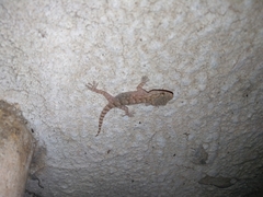 Tarentola mauritanica mauritanica