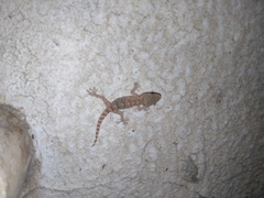 Tarentola mauritanica mauritanica