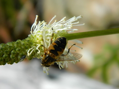 Helophilus lapponicus