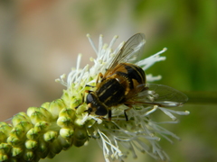 Helophilus lapponicus