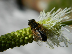 Helophilus lapponicus