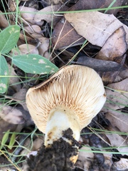 Lactarius zonarius