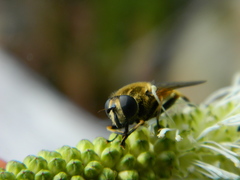 Helophilus lapponicus