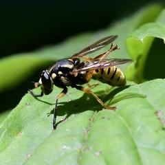 Temnostoma alternans