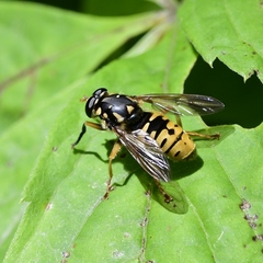 Temnostoma alternans