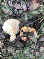 Lactarius zonarius