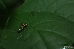 Agrilus xanthonotus