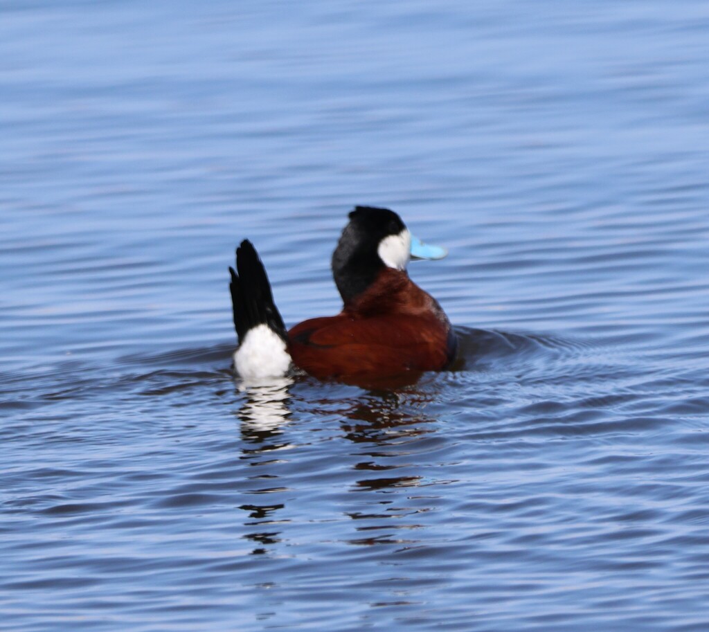 Ruddy Duck from Argyle, MB R0K, Canada on May 3, 2025 at 02:58 PM by ...