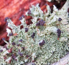 Cladonia parasitica