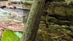 Stilbocrea gracilipes