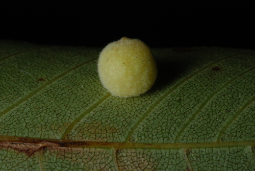 Caryomyia persicoides (Osten Sacken, 1862)