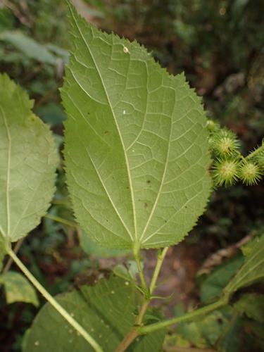 Image of Triumfetta semitriloba by (c) agujaceratops, some rights reserved (CC BY)