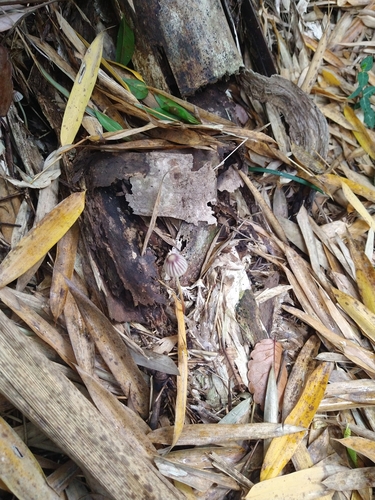 Marasmius purpureostriatus