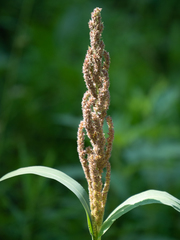 Echinochloa frumentacea