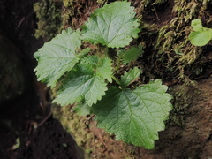 Urtica australis