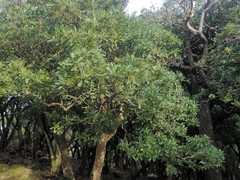 Pseudopanax chathamicus