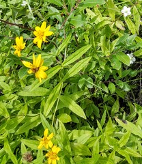 Arnica amplexicaulis