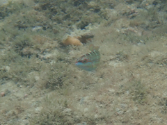 Halichoeres notospilus