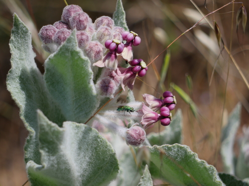 iNaturalist observation photo of Chrysidini