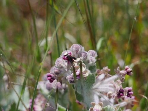 iNaturalist observation photo of Buckwheat Root Borer Moth