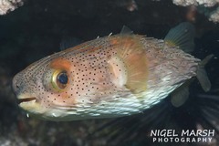 Balloonfish photo 3