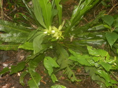 Cycnoches ventricosum