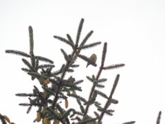 Loxia
