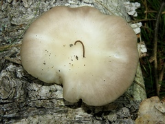 Pleurotus cornucopiae