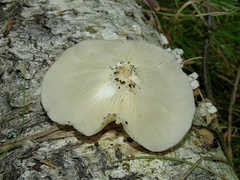 Pleurotus cornucopiae