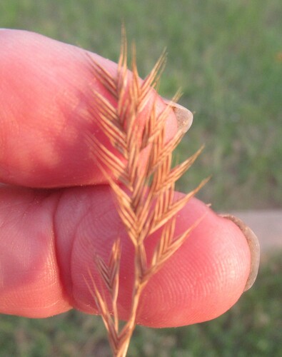 Image of Festuca octoflora by (c) Linda Jo Conn, some rights reserved (CC BY)