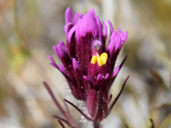 Castilleja exserta venusta