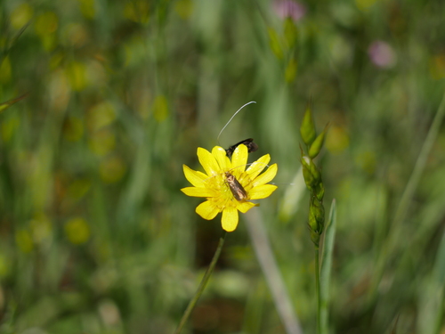 iNaturalist observation photo of Adela flammeusella