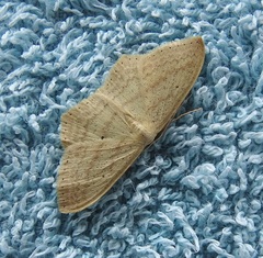 Scopula perlata