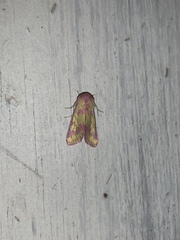 Psectrotarsia suavis