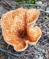 Turbinellus kauffmanii