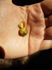 Garcinia warrenii