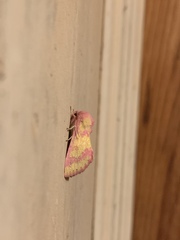 Psectrotarsia suavis