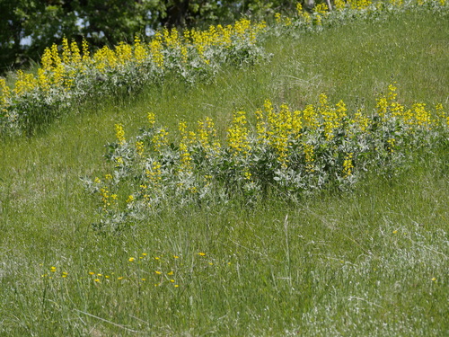 iNaturalist observation photo of California goldenbanner