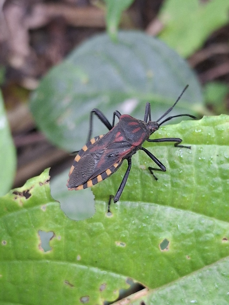 Piezogaster rubropictus