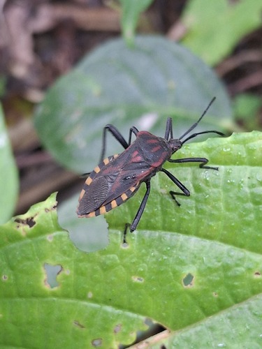 Piezogaster rubropictus