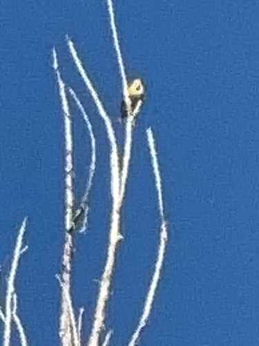 iNaturalist observation 2025-05-03