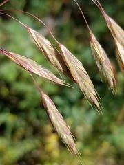 Bromus porteri