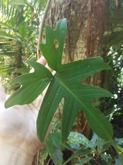 Philodendron pedatum