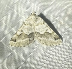 Macaria pallipennata