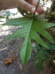 Philodendron pedatum