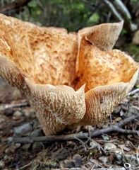 Turbinellus kauffmanii