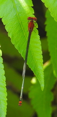 Pseudagrion pilidorsum declaratum
