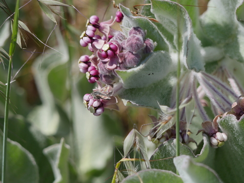 iNaturalist observation photo of Schinia pulchripennis
