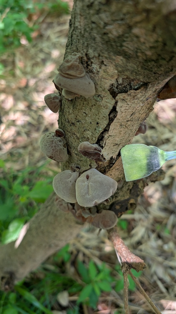 Auricularia polytricha · May 2025 · photo: © atsushi_nakajima_cirque (iNaturalist, cc-by)